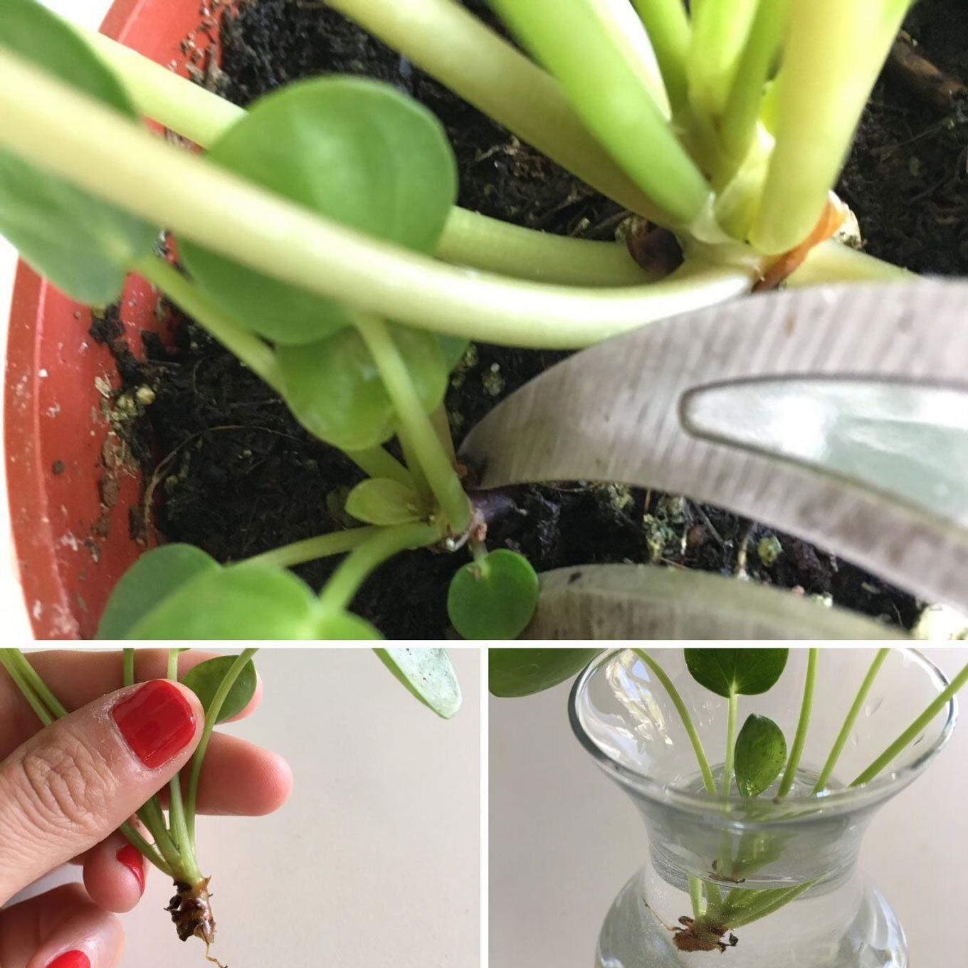 Pilea Peperomioides cuttings and pups for propagation