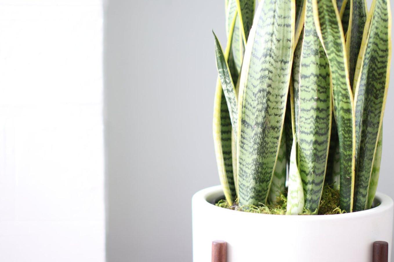 Snake Plant propagation cuttings from Leon & George