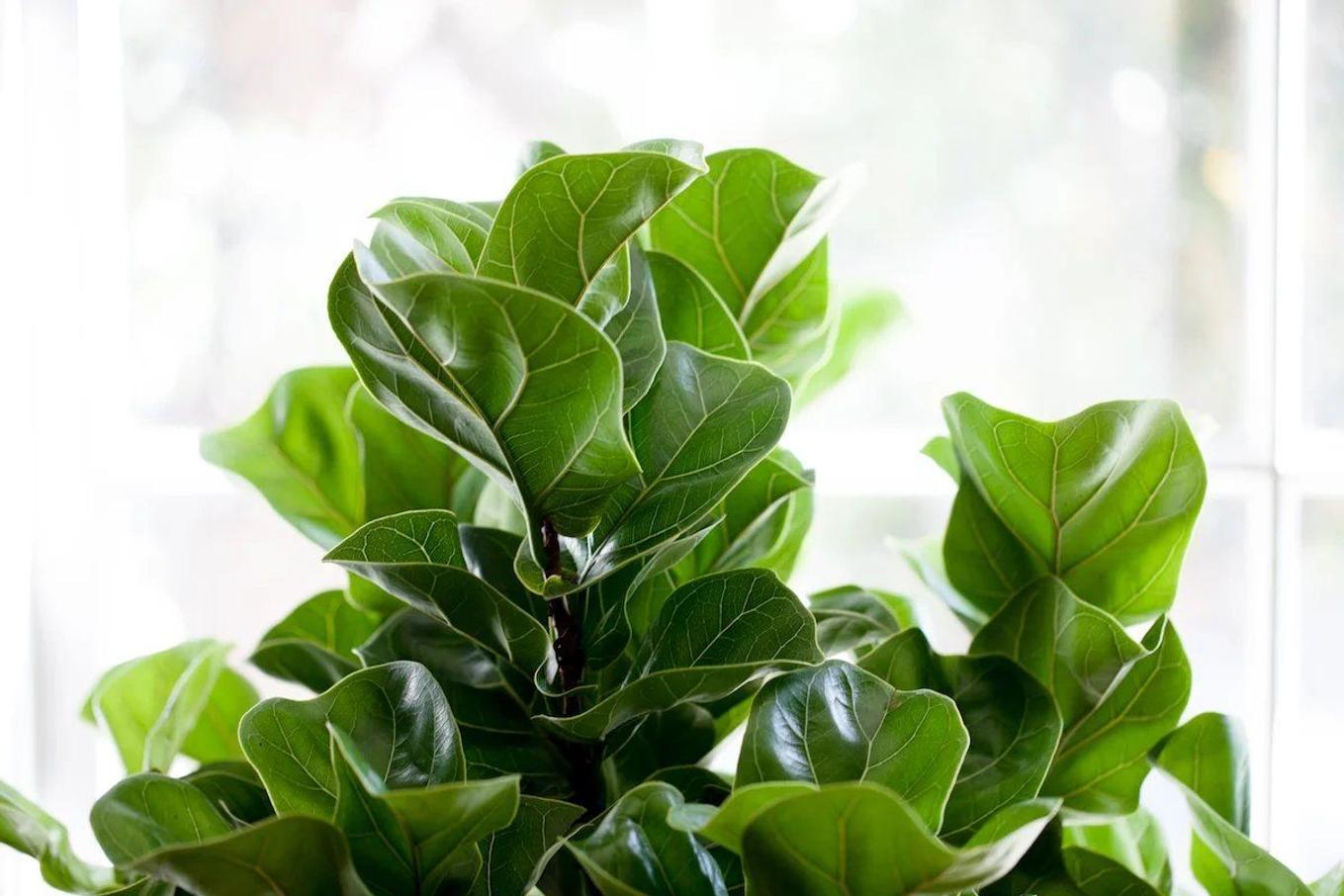 Pruning a Fiddle Leaf Fig tree