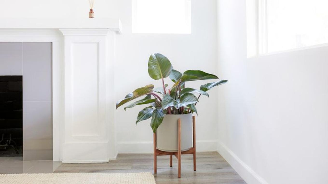A Red Congo decorating a white living room corner