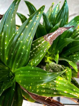 Plante malade