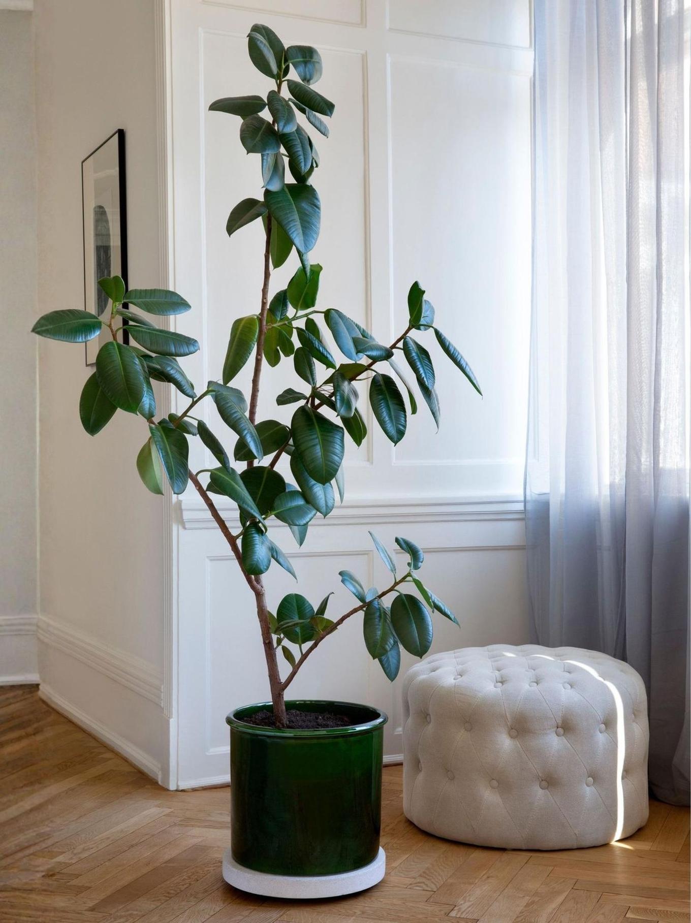 Rubber tree on a rolling plant stand by a bright window