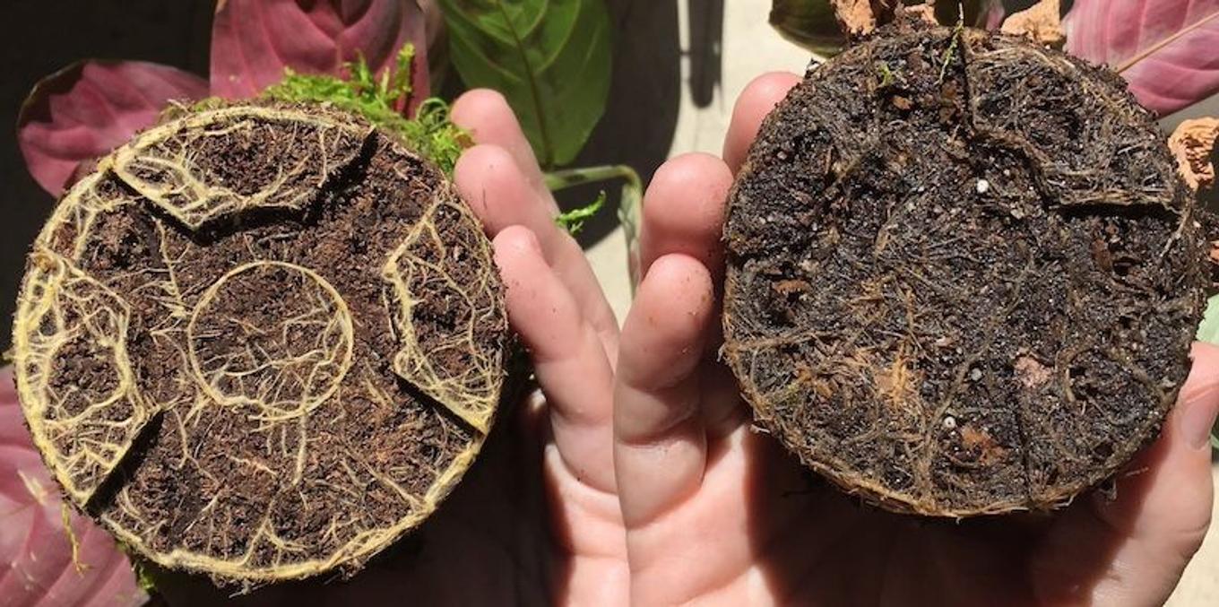 The root system of two different plants, one with root rot and the other healthy.