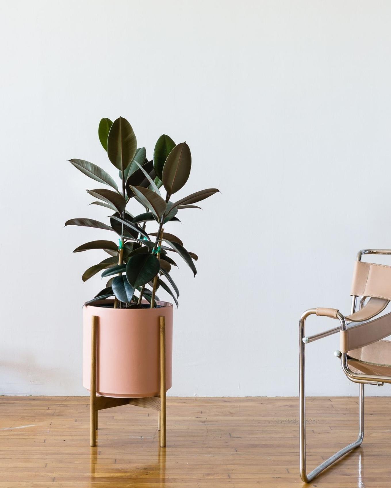 A Rubber Tree in a coral pot next to a beige chair