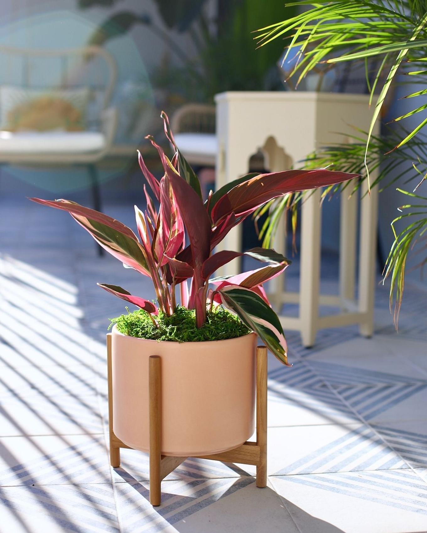 Best plant for Sagittarius - A Magenta Triostar (stromanthe) basking in the sunlight on a deck