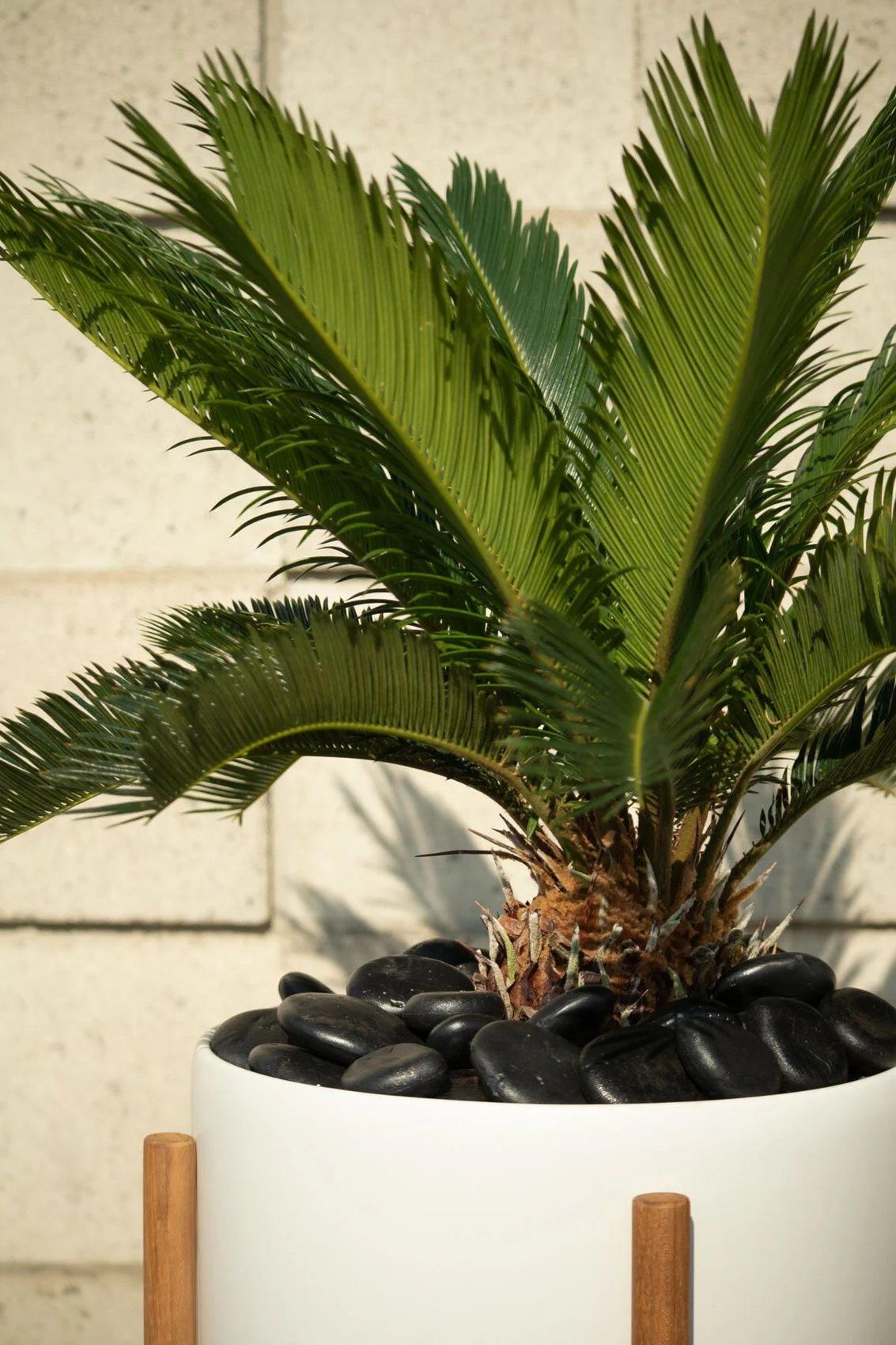 Sago Palm detail from Leon & George