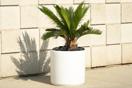 Sago Palm Care Guide