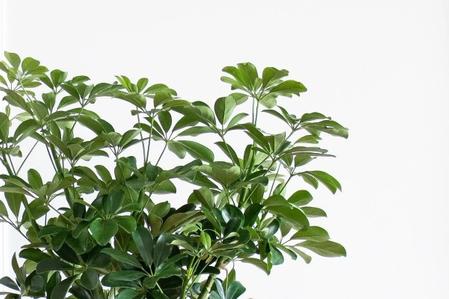What You Need To Know Before You Buy A Schefflera