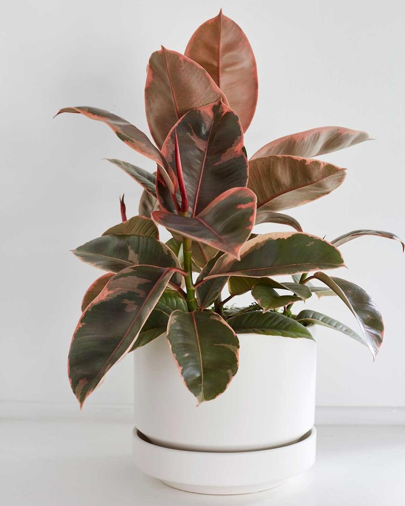 Best plant for Scorpio - A colorful Ruby Ficus takes the spotlight
