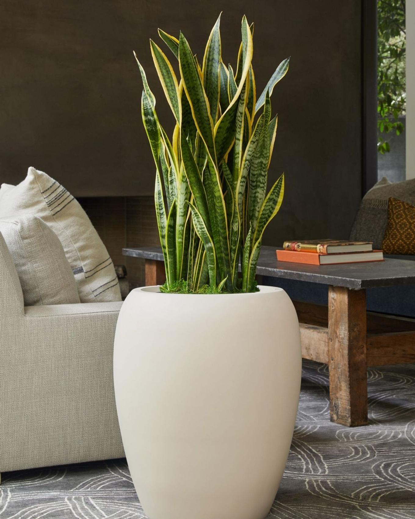 A potted Snake Plant ideal for office spaces