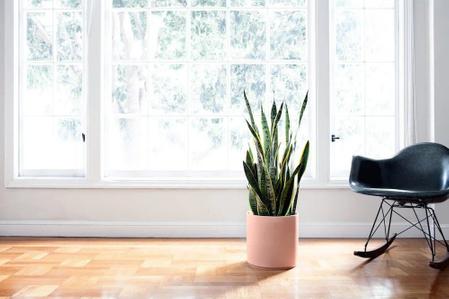 The Best Fertilizer for Snake Plants