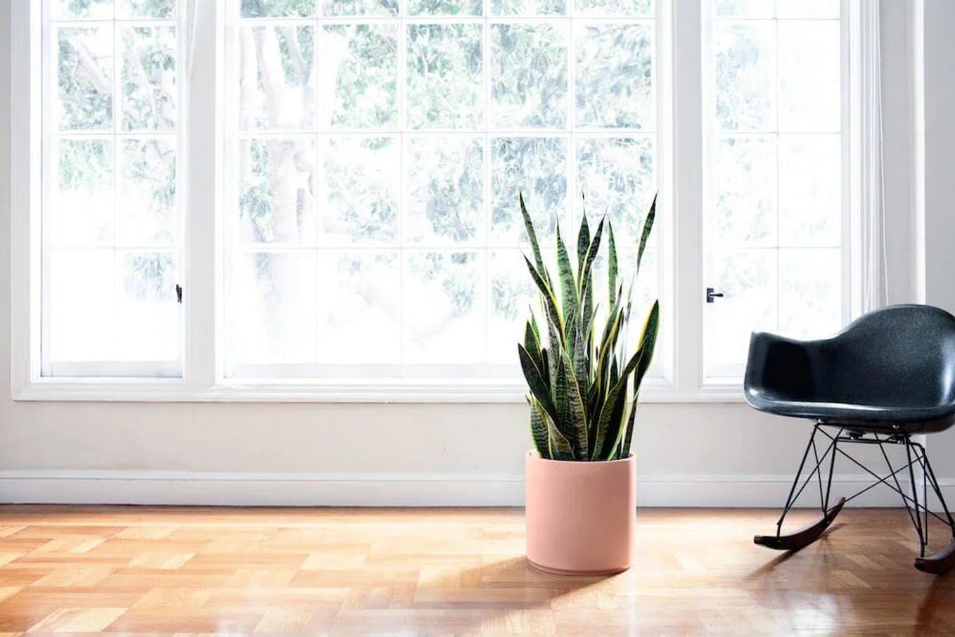 Snake Plant fertilizer guide