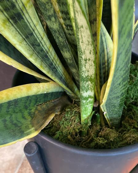 indoor plants picture