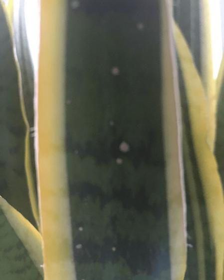 indoor plants picture