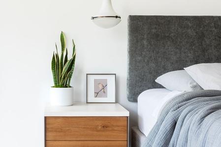 5 Reasons to Put a Snake Plant in Your Bedroom