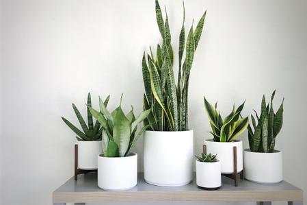 Snake Plant Care Guide