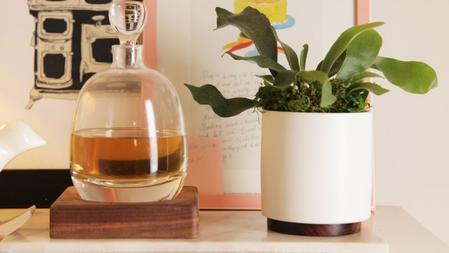 Staghorn Fern Care Guide