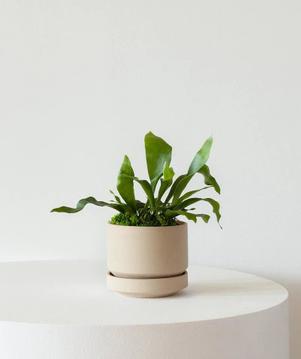 What You Need To Know Before You Buy A Staghorn Fern