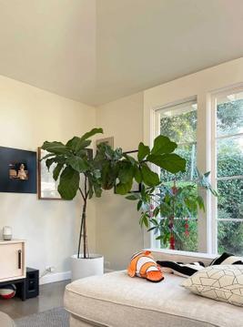 The Quickest, Simplest Way to Stake Your Fiddle Leaf Fig