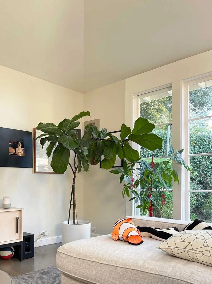 Staking a Fiddle Leaf Fig
