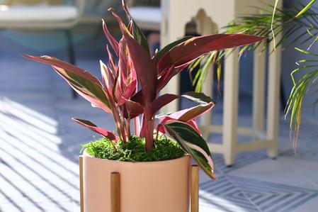 Stromanthe Triostar Care Guide