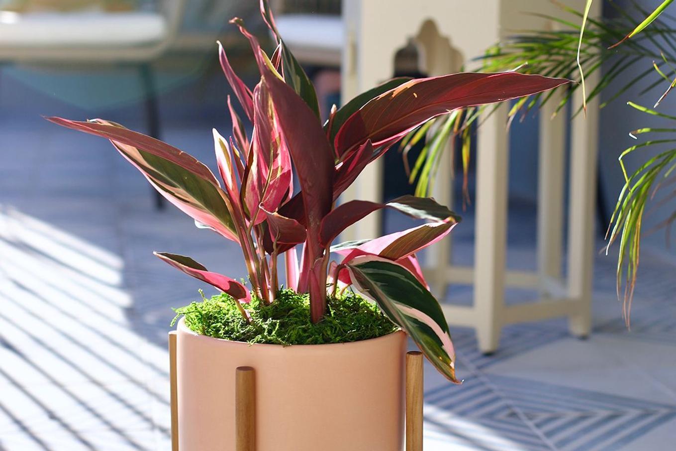 A stromanthe triostar in a pink pot and wood stand