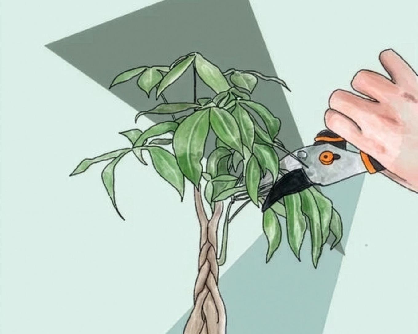 illustration taille d'un pachira aquatica