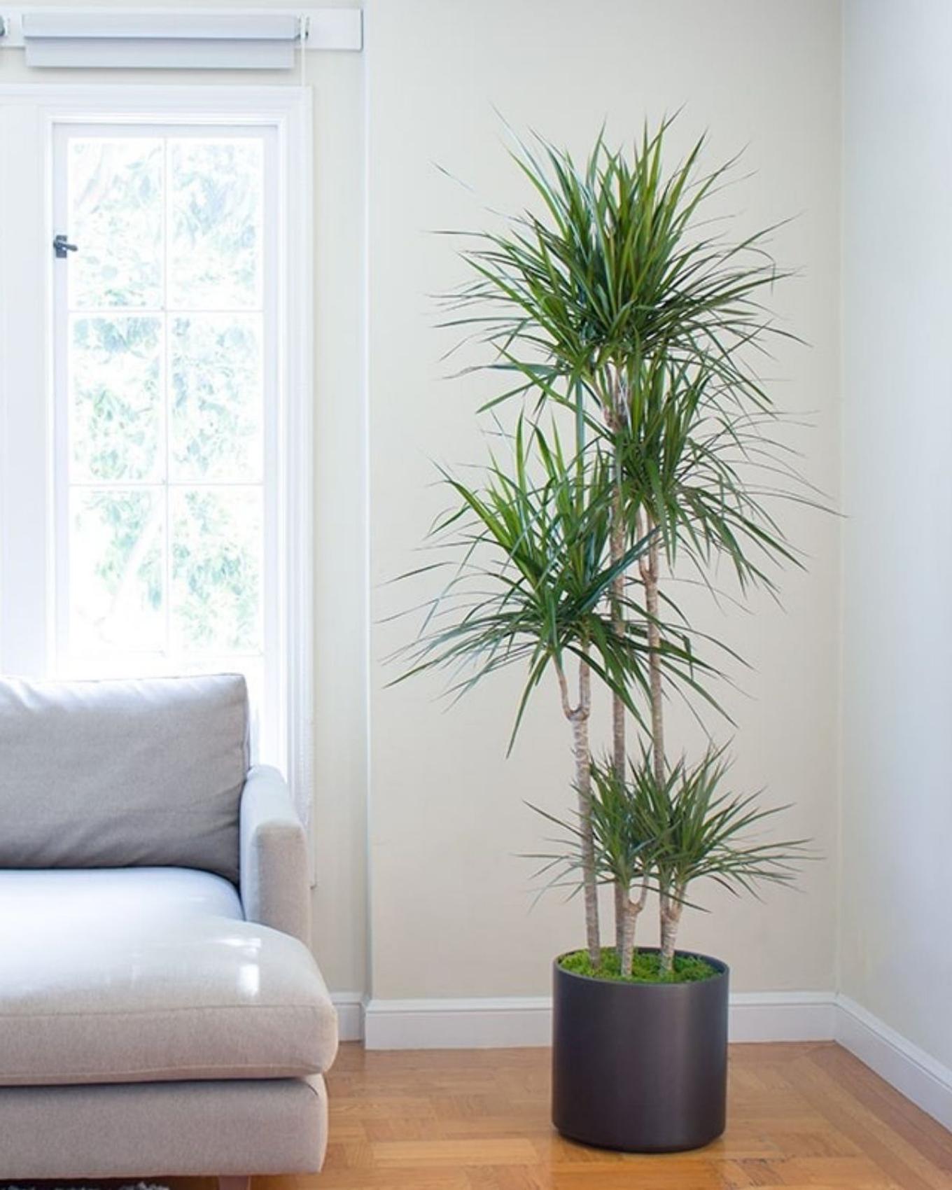 A Dragon Tree decorating a bright coworking gathering space 