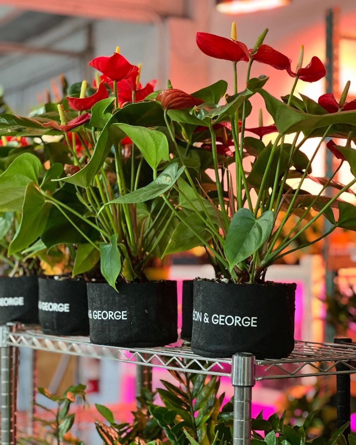 Flowering plants ready to be sent as gifts