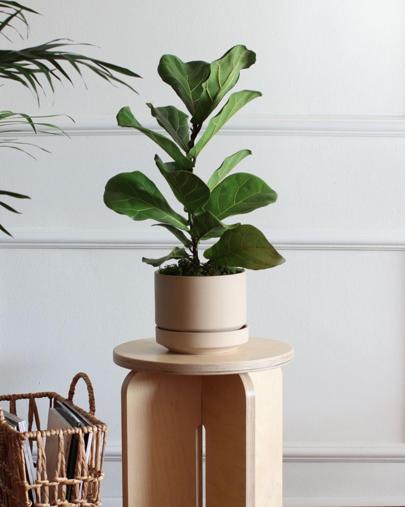 Cute Fiddle Leaf Fig gift on a pedestal