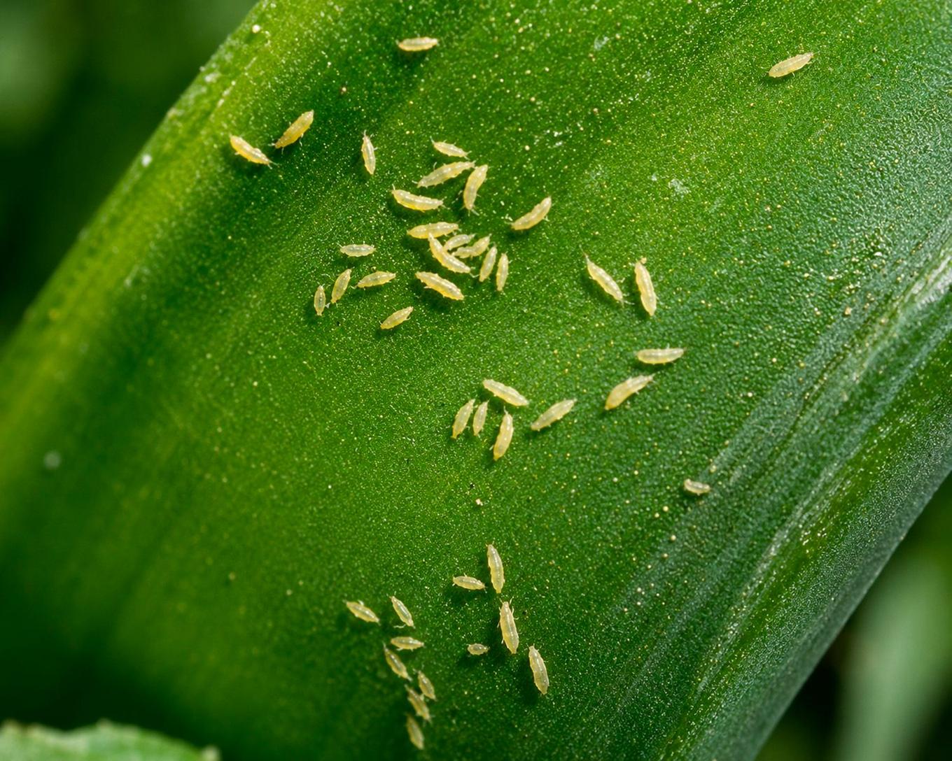 gros plan sur une invasion de thrips sur une feuille