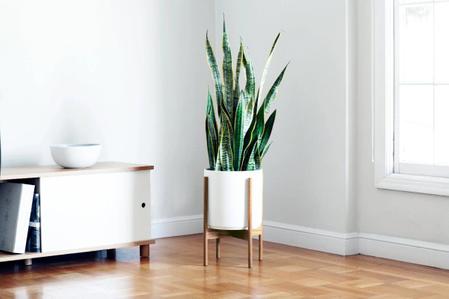 Top Low Light Indoor Plants