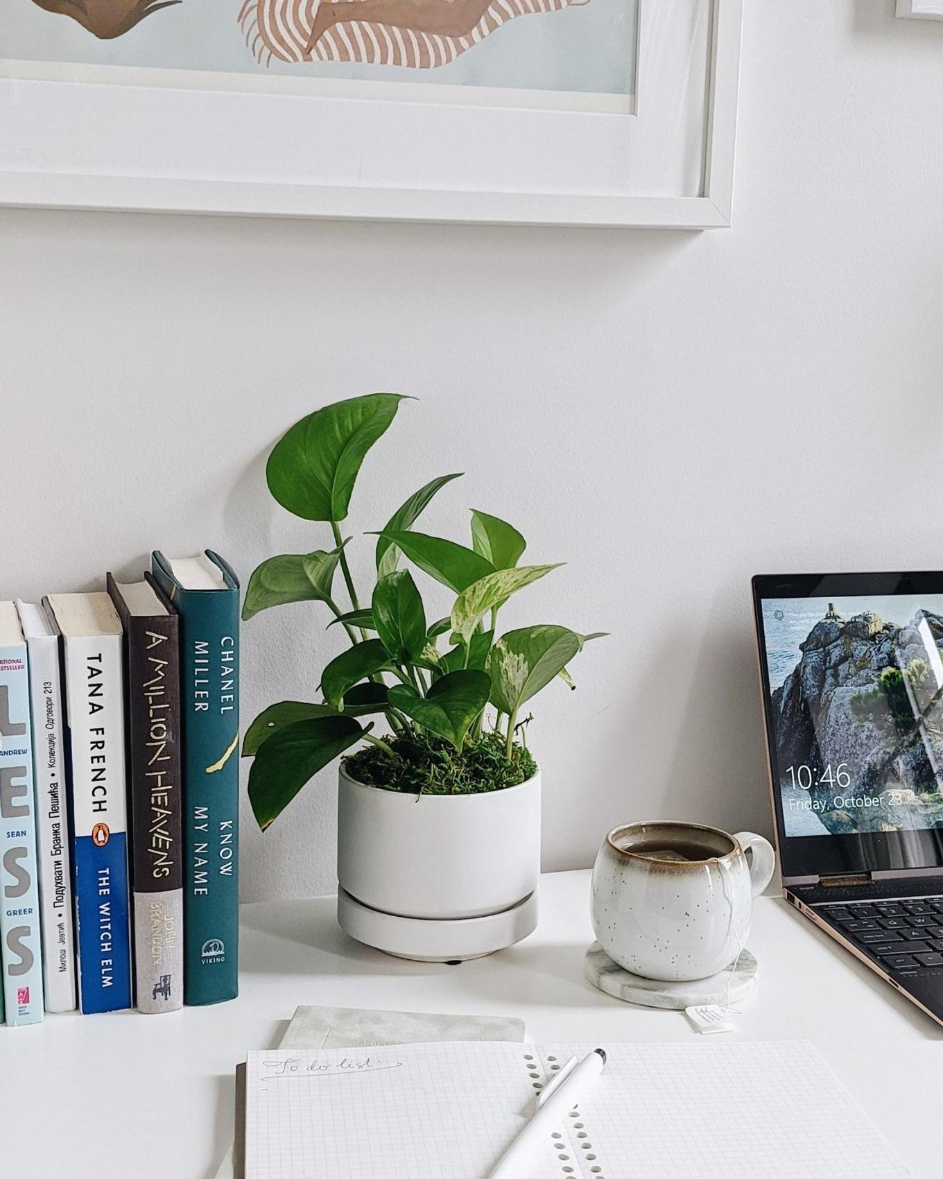 Best plant for Virgo - A workspace with a notebook, computer, books and a beautiful Pothos