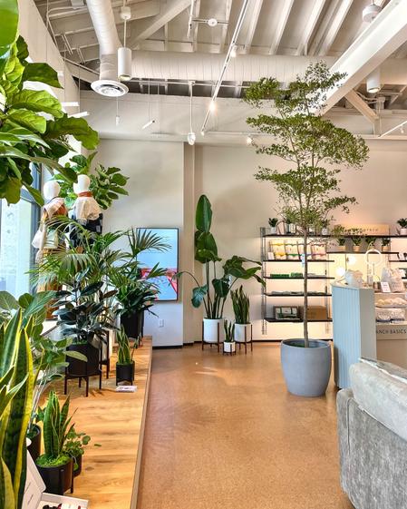 A bright retail showroom with large indoor plants and mannequins styled near the window. Designer planters line a wooden platform, creating a lush, modern shopping environment curated by a visual merchandising team.