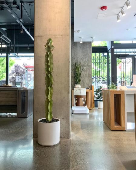 A tall Euphorbia cactus in a white planter stands beside minimalist wood furniture in a bright retail space. The display showcases modern store design with natural elements.