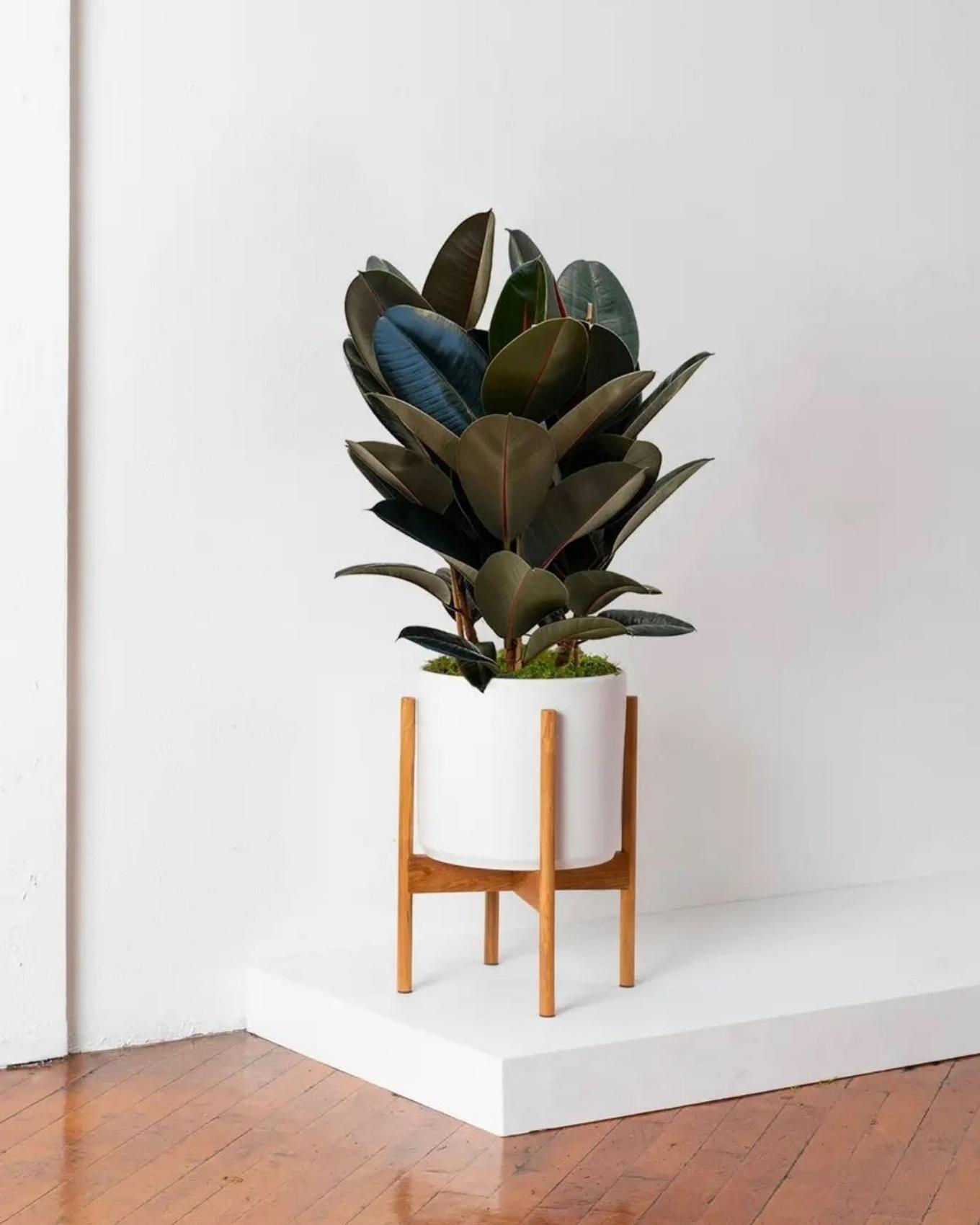 Rubber Tree wedding gift