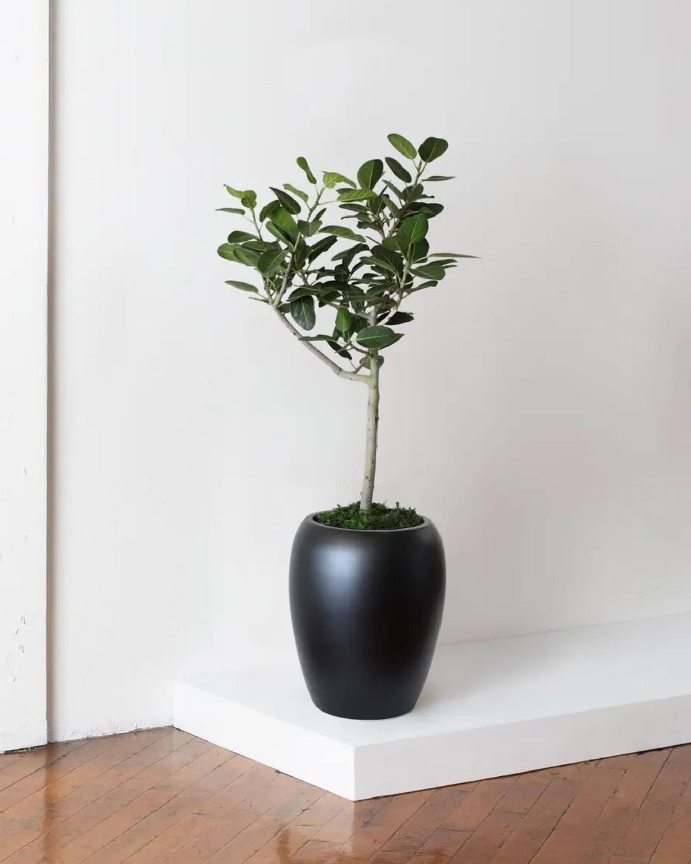 Ficus audrey wedding gift