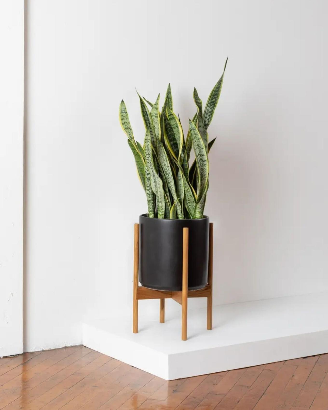 snake plant wedding gift