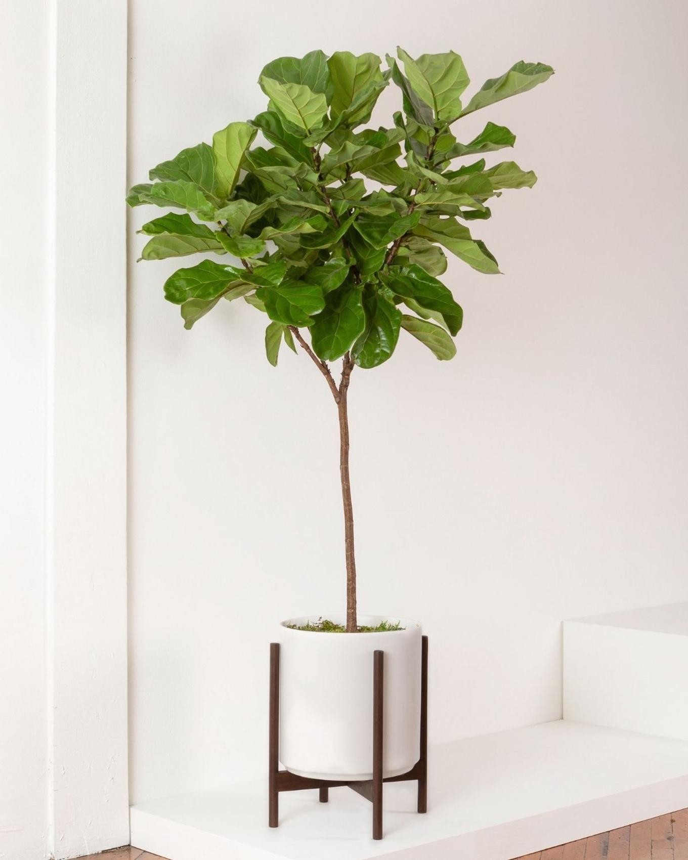 fiddle leaf fig tree wedding gift