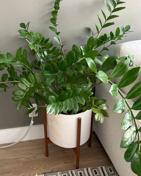 indoor plants picture