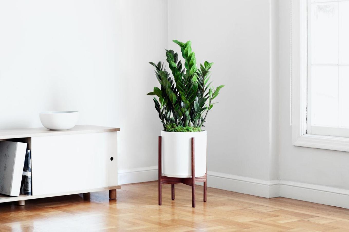 A Zanzibar Gem in a bright corner decorating a living room