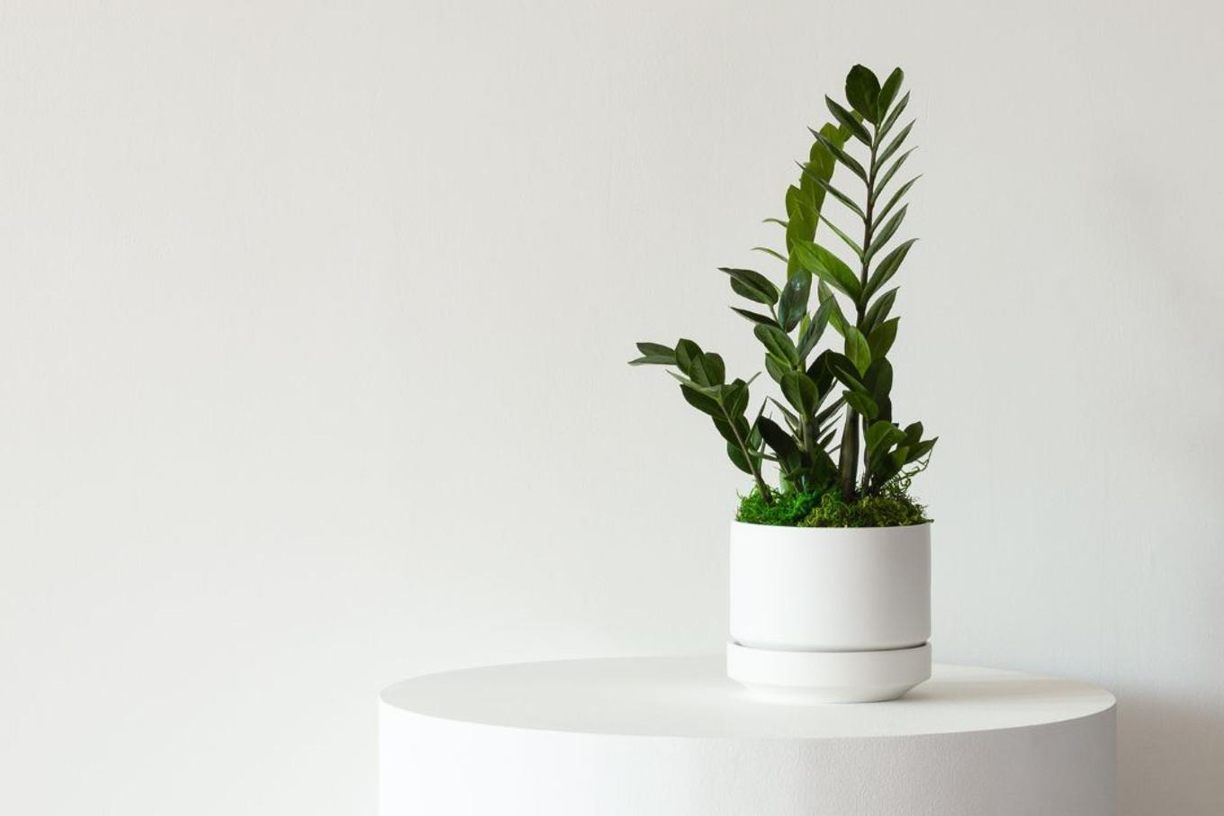 ZZ Gem in white Scandinavian pot