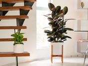 Mid-Century