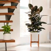Mid-Century
